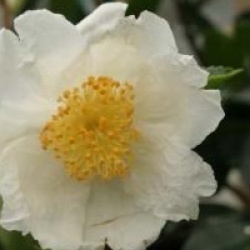 Camellia sasanqua 'Fukuzutsumi'