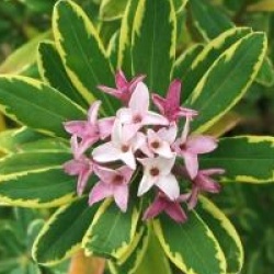 Daphne x burkwoodii 'Astrid' - Daphn� panach� Astrid