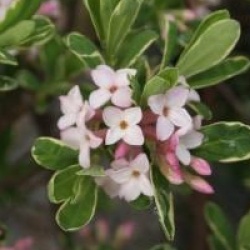 Daphne x burkwoodii 'Astrid'