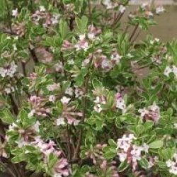 Daphne x burkwoodii 'Astrid'