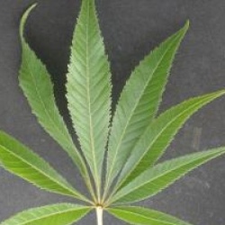 Aesculus glabra var. arguta 