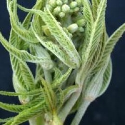 Aesculus glabra var. arguta 