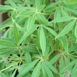 Aesculus glabra var. arguta 