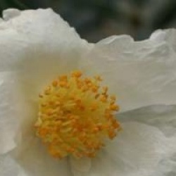 Camellia sasanqua 'Fukuzutsumi'