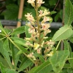 Aesculus glabra var. arguta 