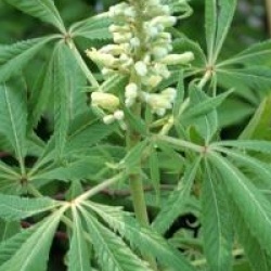 Aesculus glabra var. arguta 