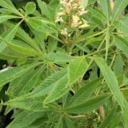 Aesculus glabra var. arguta 