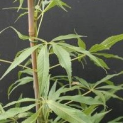 Aesculus glabra var. arguta 