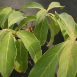 Cornus capitata 