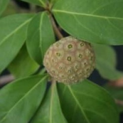 Cornus capitata 