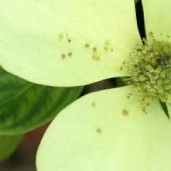 Cornus capitata 