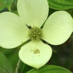 Cornus capitata 