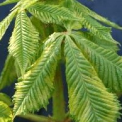 Aesculus x carnea 'Aureomarginata' - Marronnier rose panach�