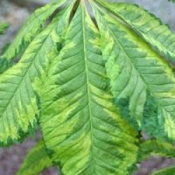 Aesculus x carnea 'Aureomarginata'