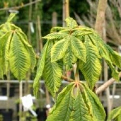 Aesculus x carnea 'Aureomarginata'