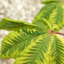 Aesculus x carnea 'Aureomarginata'