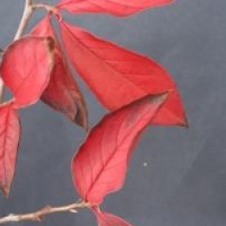 Stewartia pseudocamelia 'Koreana'