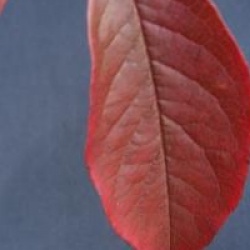 Stewartia pseudocamelia 'Koreana'