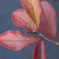 Stewartia pseudocamelia 'Koreana'