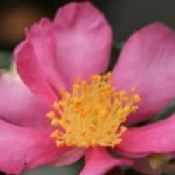 Camellia sasanqua 'Hugh Evans' - Cam�lia d'automne Hugh Evans