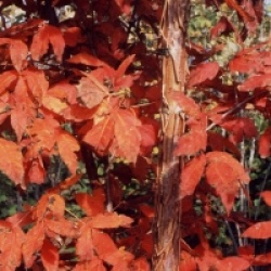 Acer triflorum - �rable � trois fleurs