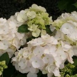Hydrangea macrophylla 'Rahic' - Hortensia Rahic
