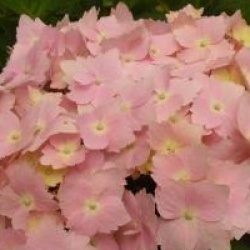 Hydrangea macrophylla 'Frillibet' - Hortensia Frillibet