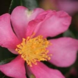 Camellia sasanqua 'Hugh Evans'