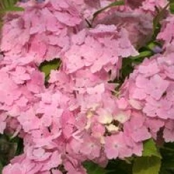 Hydrangea macrophylla 'Frillibet'