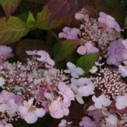Hydrangea serrata 'Graciosa'