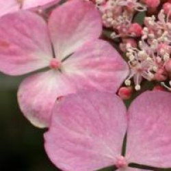 Hydrangea serrata 'Graciosa'
