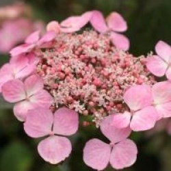 Hortensia � fleurs plates Graciosa