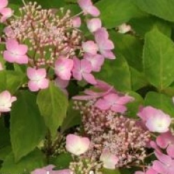 Hydrangea serrata 'Graciosa'