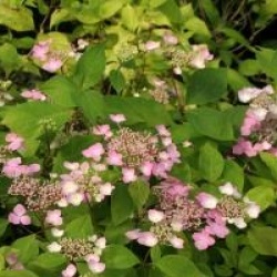 Hydrangea serrata 'Graciosa'