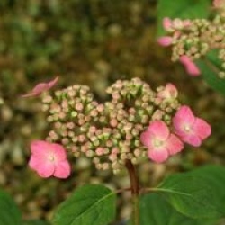 Hortensia � fleurs plates Hime-gaku