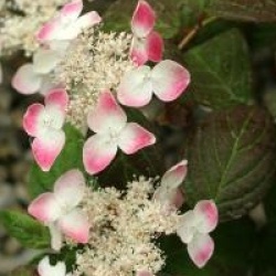 Hydrangea serrata 'Kurenai'
