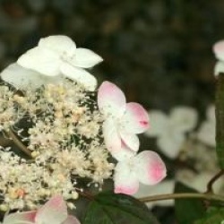 Hydrangea serrata 'Kurenai'