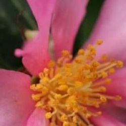 Camellia sasanqua 'Hugh Evans'