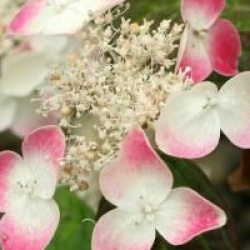 Hydrangea serrata 'Kurenai' - Hortensia � fleurs plates Kurenai