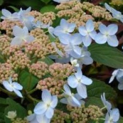 Hydrangea serrata 'Tiara'