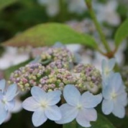 Hydrangea serrata 'Tiara'