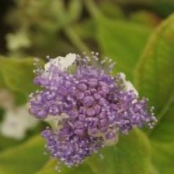 Hortensia Hortensis