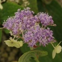 Hydrangea involucrata 'Viridescens'