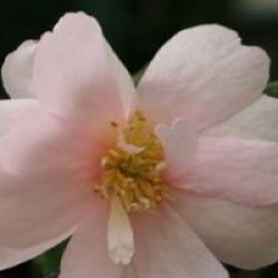 Camellia sasanqua 'Jean May'