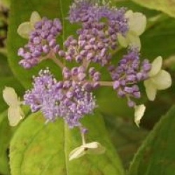 Hydrangea involucrata 'Viridescens'