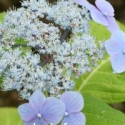 Hydrangea serrata 'Ezo Hoshino'