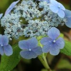 Hortensia Ezo Hoshino