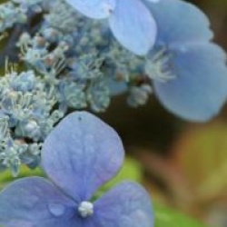 Hydrangea serrata 'Ezo Hoshino'