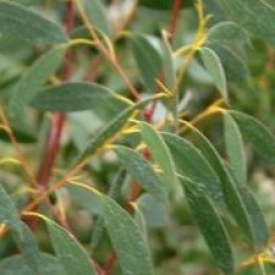 Eucalyptus coccifera 