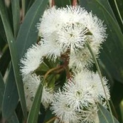 Eucalyptus coccifera 